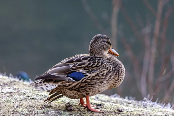 Die Stockente Steht Auf Gefrorenen Ufer — Stockfoto