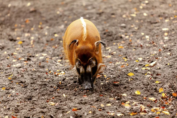 Ein Pinselohrschwein Ist Nicht Leicht Vom Weg Abzubringen — Stock Photo, Image