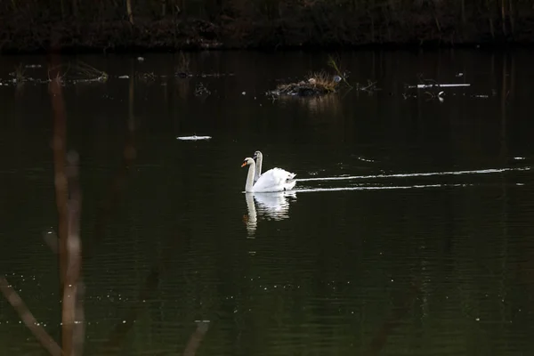 Bald Wird Der Jungschwan Den Voir Verlassen Muessen — Photo