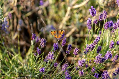 Ein kleiner Baer tankt Nektar auf dem Lavendel