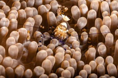 Eine Partnergarnele in ihrer Seeanemone