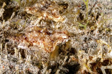 Die beiden Flgelrsser sorgen fr Verwirrung. sie sind farblich gut an den Meeresboden angepasst