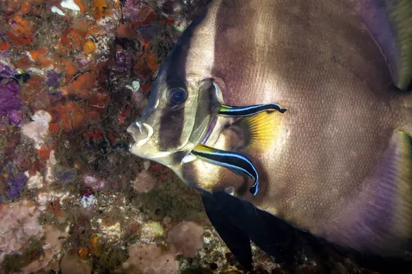 Zwei Putzerfische Reinigen Die Kiemen Des Schmetterlingfisches — Stok fotoğraf