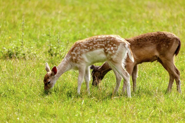 Damwild Jungtiere Auf Der Wiese Waldrand Beim Fressen — ストック写真