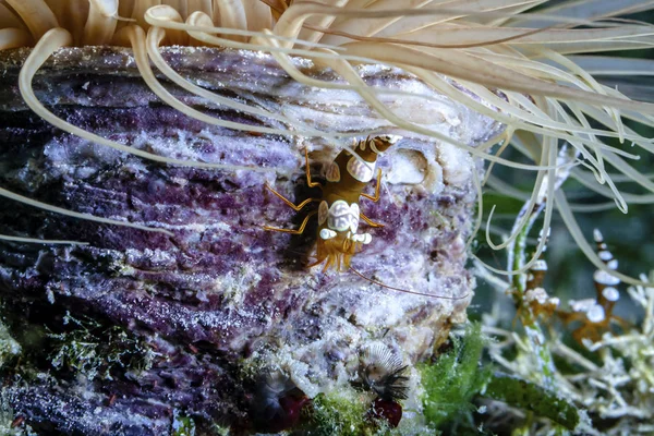 Eine Hohlkreutzgarnele Stamm Einer Zylinderrose Sie Ist Die Chefin Hintergrund — Fotografia de Stock