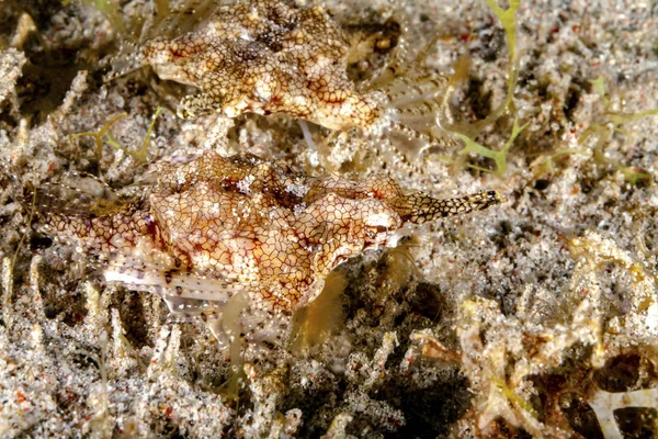 Morre Beiden Flgelrsser Sorgen Verwirrung Sie Sind Farblich Gut Den — Fotografia de Stock