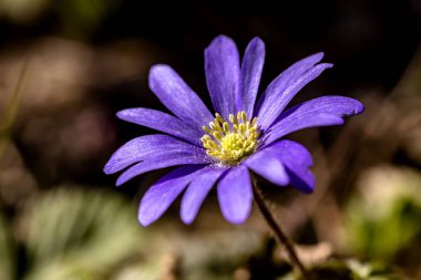 Anemonenzeit