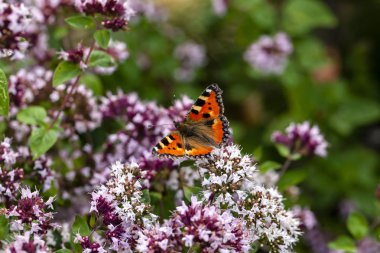 Kleiner Baer auf Oregano