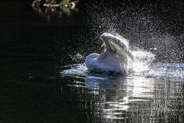 Welch ein Schauspiel