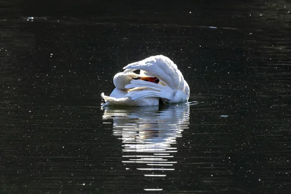 Den Hals verdrehen — Stockfoto