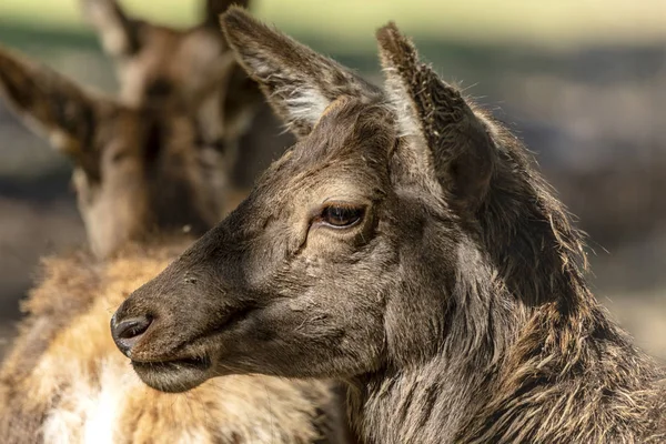 Eine ganz huebsche Hirschdame — Stockfoto