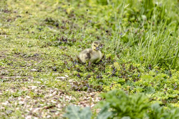 Wie auf einem Teppich — Stockfoto