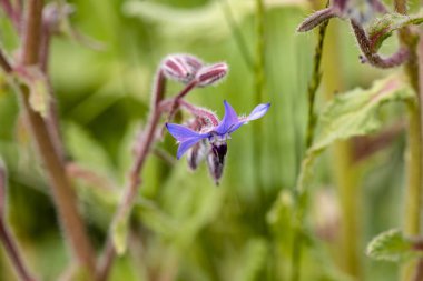 Borretschbluete im kuehlen Fruehjahr
