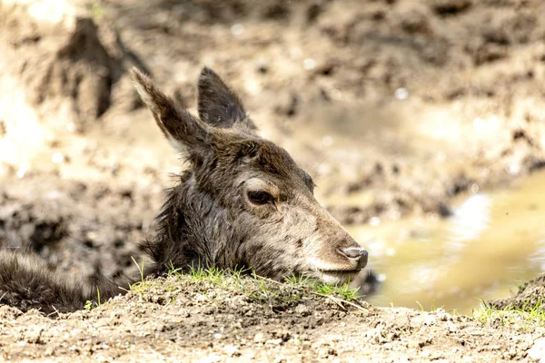 Soy Wasserloch. — Foto de Stock