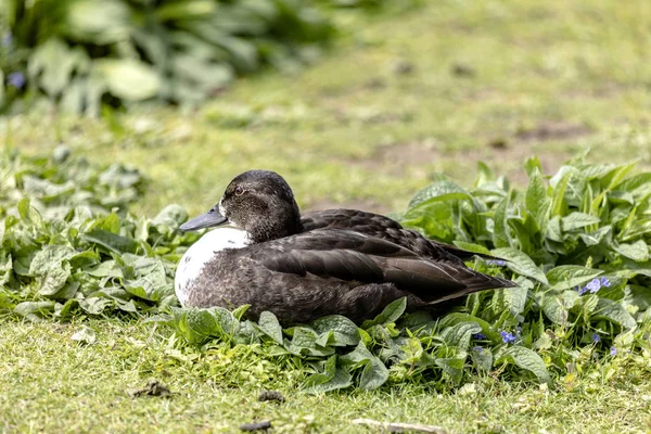 Einfach mal Ausruhen — Stockfoto