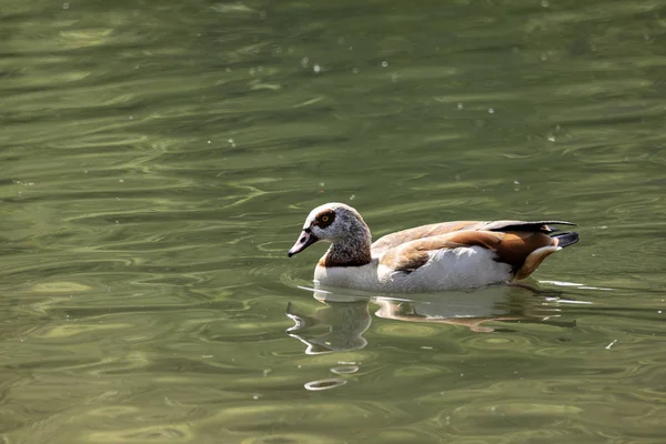 IST Das der Nil — Stockfoto