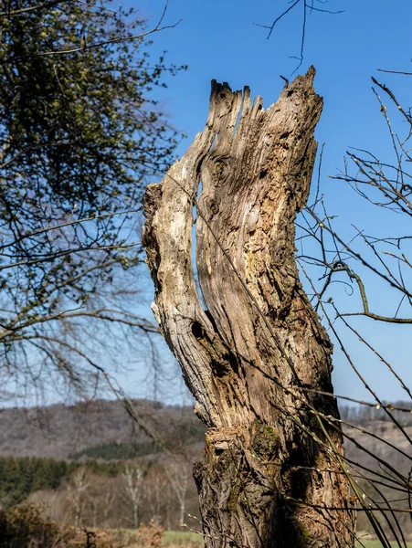 Der Alt4 Baumstumpf Streckt Sich Noch Immer Gegen Den Himmel — Stockfoto