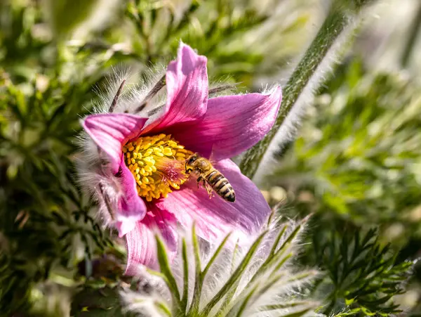 Eine Biene Anflug Auf Die Verlockende Buelte Der Kchenschelle — 图库照片