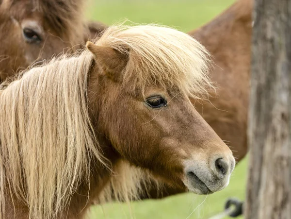 Porträtt Eines Ponys Mit Blondschopf — Stockfoto