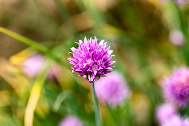 Die Bluete des Schnittlauchs ist eine kleine Schoenheit