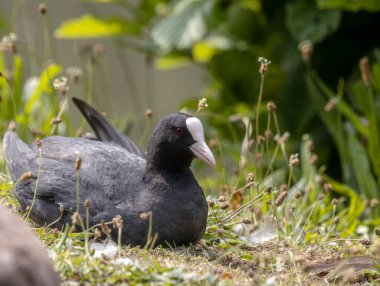 Das Blesshuhn liegt am Ufer und beobachtet den Fotograen