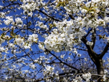 Der bayerische Traum wird hier von einem wolkenlosen Himmel und dem bluehenden Kirschbaum generiert