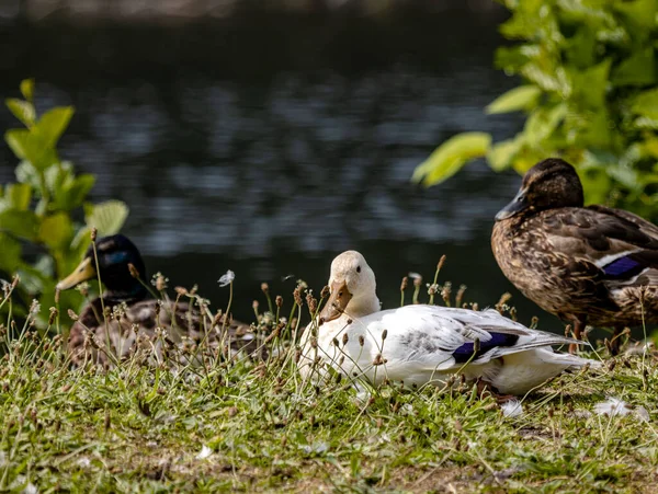 Diese Stockente Ist Wohl Nicht Mehr Reinrassig — Stockfoto