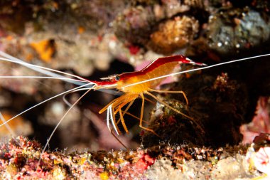 Eine Weissbandgarnele ve Gazap Nach Futter
