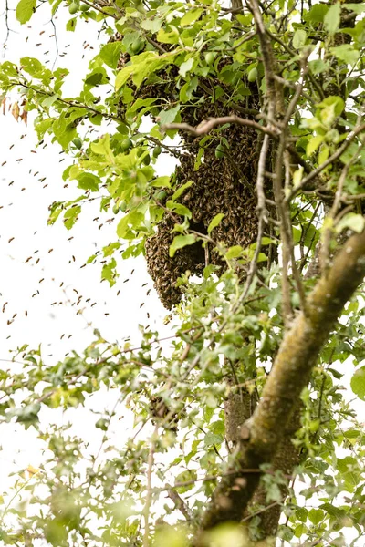 私たちの梅の木に蜂の群れが集まっています — ストック写真