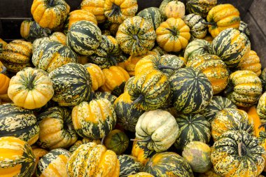 Der the Dumpling ist nicht nur eine Augenfreude. Er glaenzt auch in jeder Kueche