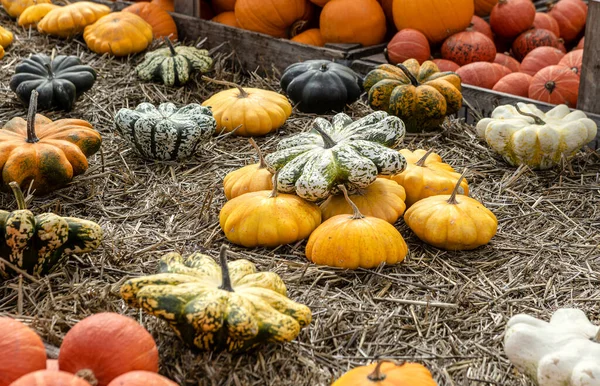 Krbisse, öl Groessten Beeren und den unglaublichsten Formen