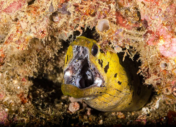 Viele Zaehne şapka sie, aber sie sie droht lanet gece. Auch wenn sie das Maul weit aufreist.