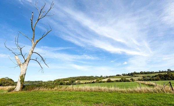 Dieser Baum Ist Wohl Schon Lange Ende — Zdjęcie stockowe