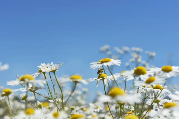 Prairie Été Pleine Fleurs Camomille Contre Ciel Bleu Avec Espace — Photo