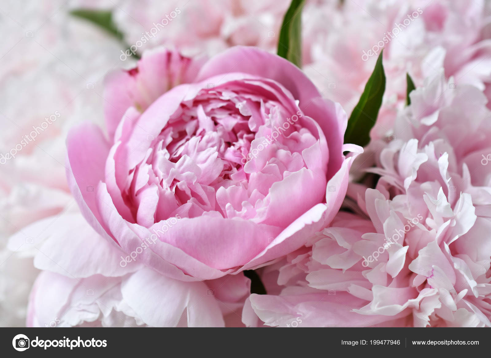 Gros Plan Belle Pivoine Fraîche Bouquet Fleur Couleur Rose