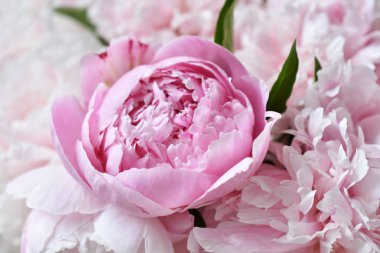 pembe renkli güzel taze Şakayık Çiçeği demet yakın çekim 