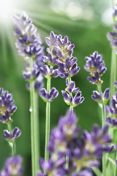 Closeup Beautiful Lavender Flowers Blooming Garden Sunlight — Stock Photo, Image