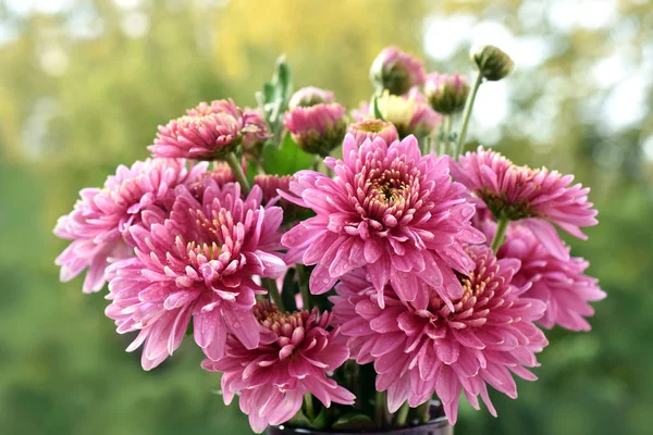 Букет Квітів Рожевої Хризантеми Осінньому Саду — стокове фото