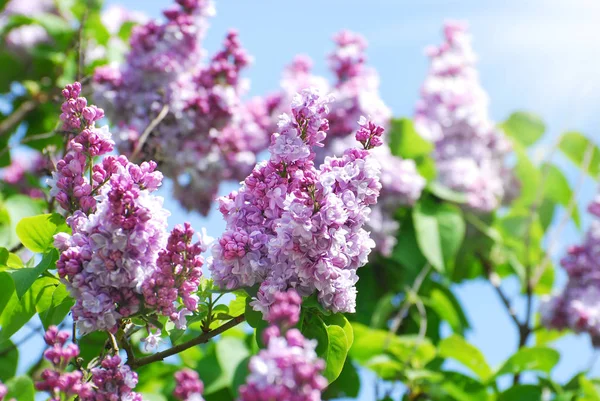 Ramo de floração lilás — Fotografia de Stock
