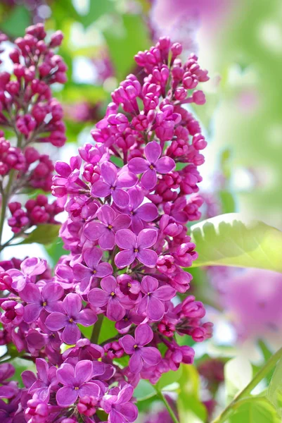 Gros plan de fleurs de Lilas — Photo