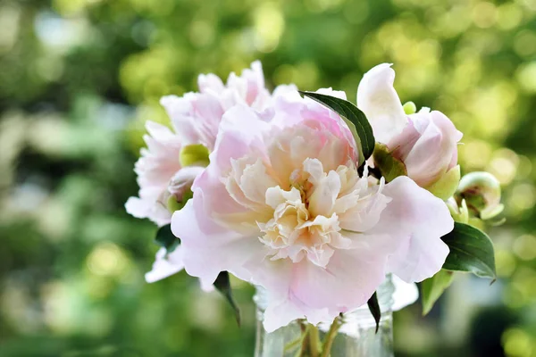 Closeup Fresh Peony Flowers Buds Table Garden — Stock Photo, Image