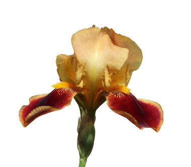 iris yakın çekim, beyaz arka plan üzerinde izole çiçek