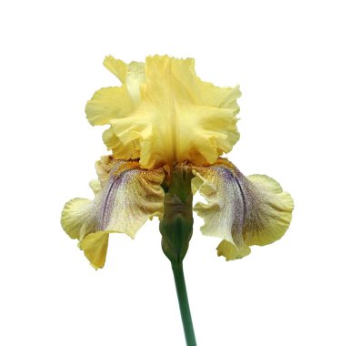 iris yakın çekim, beyaz arka plan üzerinde izole çiçek