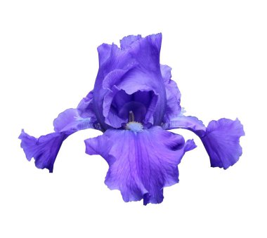 iris yakın çekim, beyaz arka plan üzerinde izole çiçek