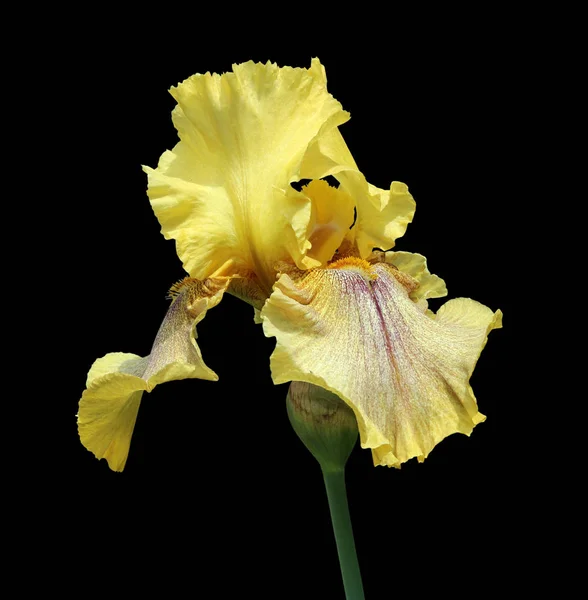 Siyah arka plan yakın çekim izole iris çiçek — Stok fotoğraf