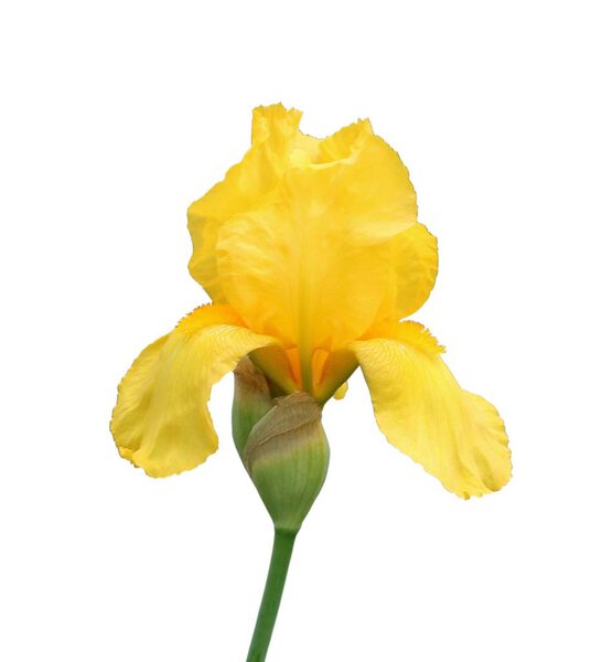 iris flower isolated on white background close-up
