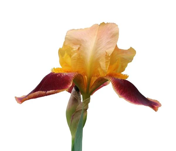 Iris yakın çekim, beyaz arka plan üzerinde izole çiçek — Stok fotoğraf