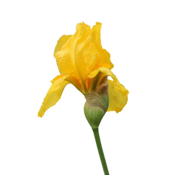 Beyaz arka plan yakın çekim izole iris çiçek — Stok fotoğraf