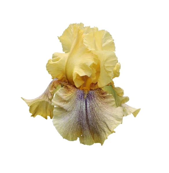 Iris yakın çekim, beyaz arka plan üzerinde izole çiçek — Stok fotoğraf