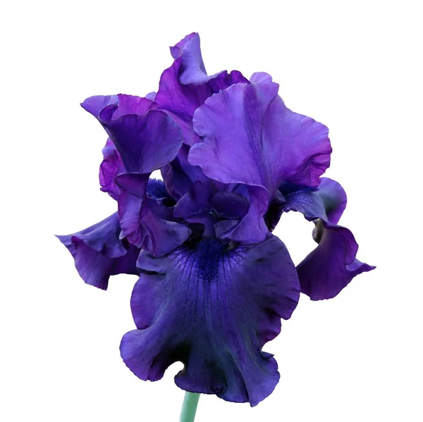 Iris uzavření, samostatná květina na bílém pozadí — Stock fotografie